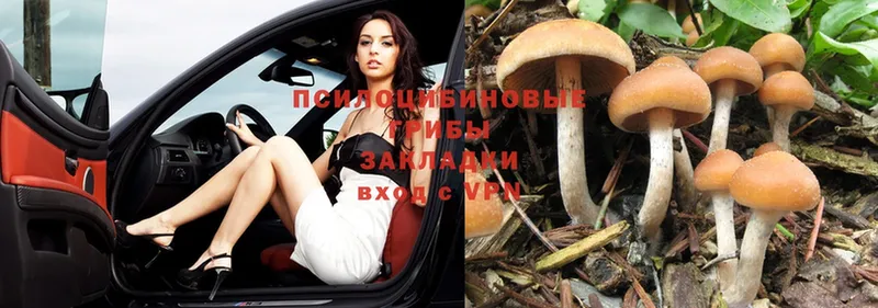 магазин продажи   Бежецк  Псилоцибиновые грибы Psilocybe 